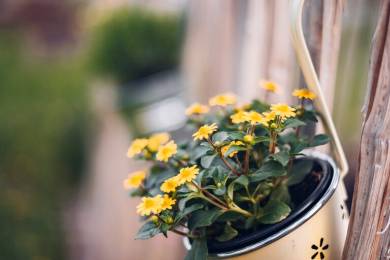 What Makes A Great Plant Pot and How to Find Them