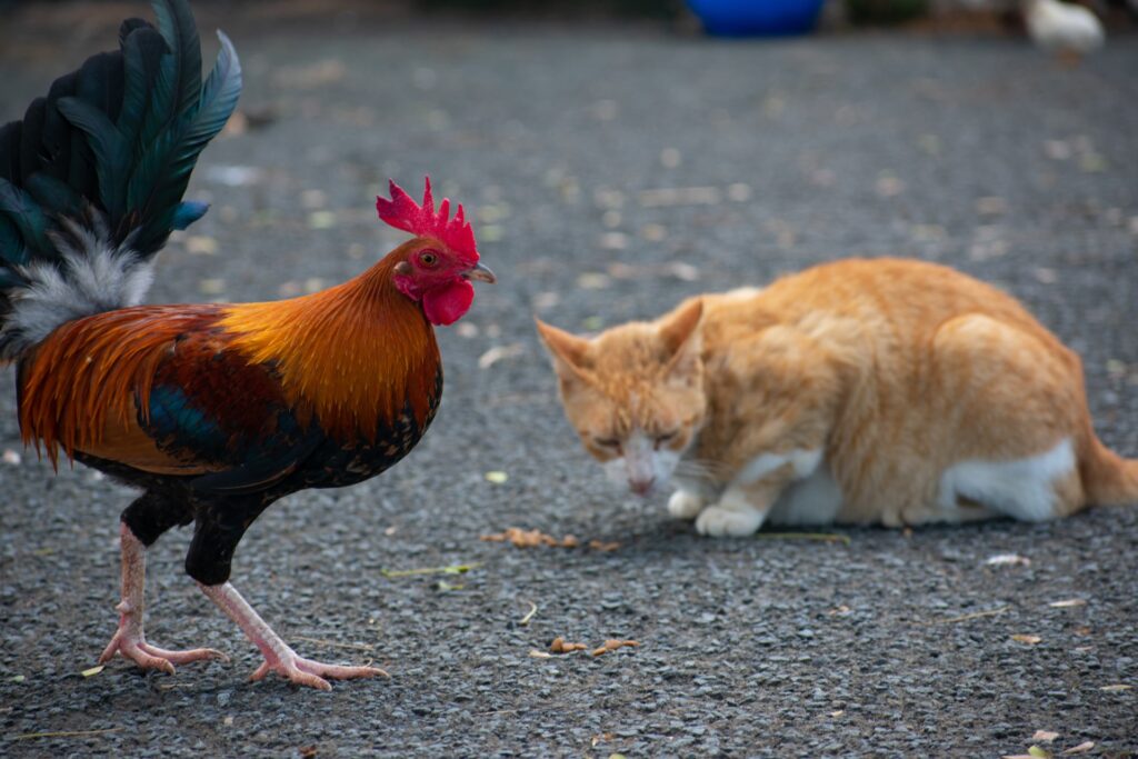 Cowboy Chicken