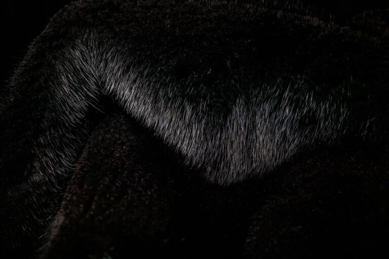 Why are Mink Fur Coats so Popular Around the World?