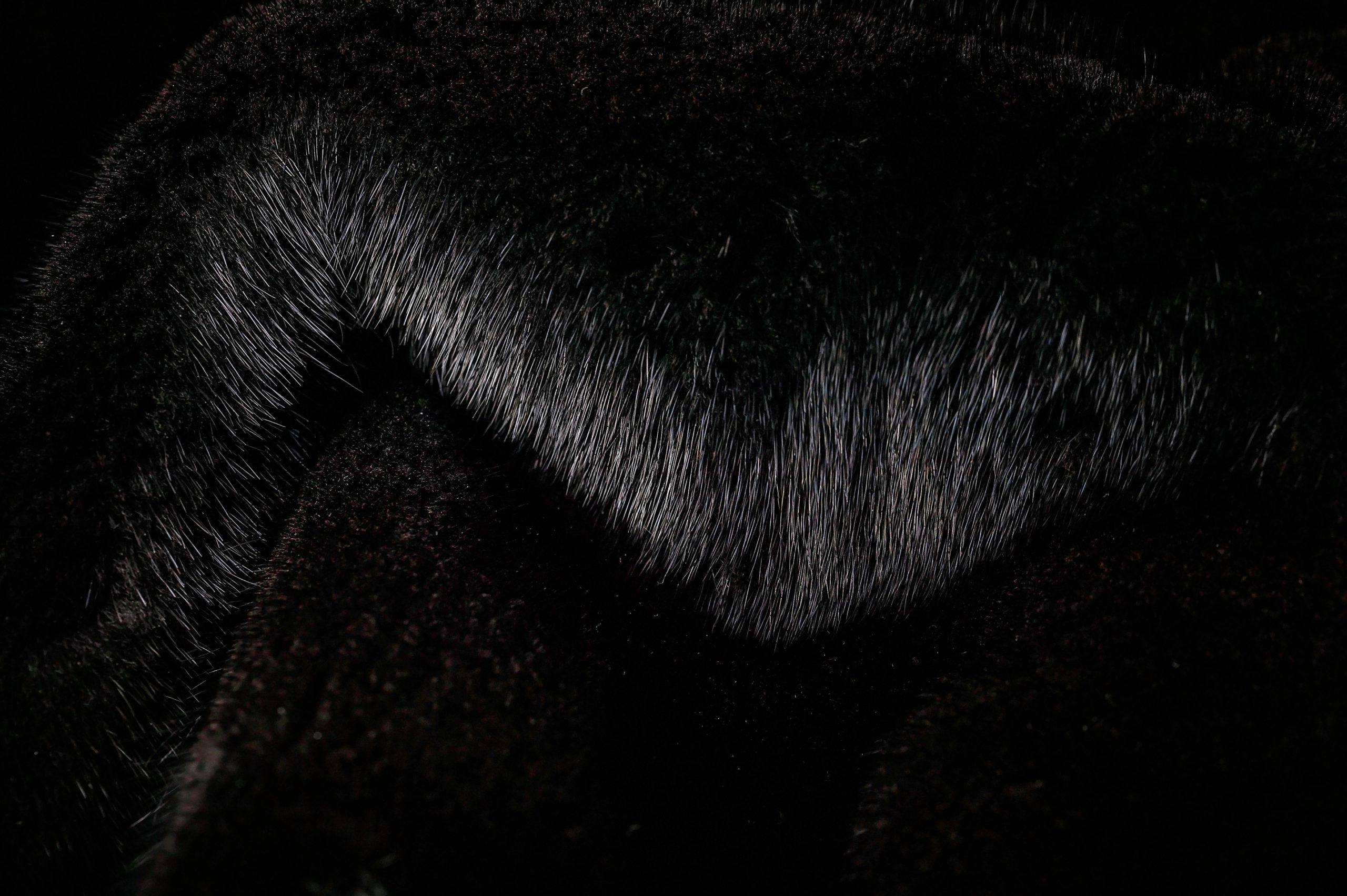 Why are Mink Fur Coats so Popular Around the World?