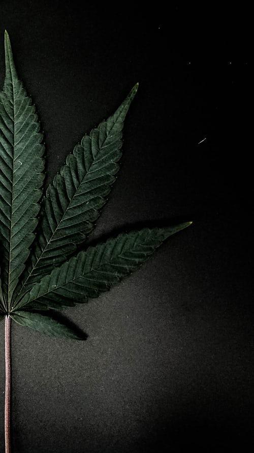 FASHION AND BEAUTY PRODUCTS WITH CANNABINOID INFUSIONS