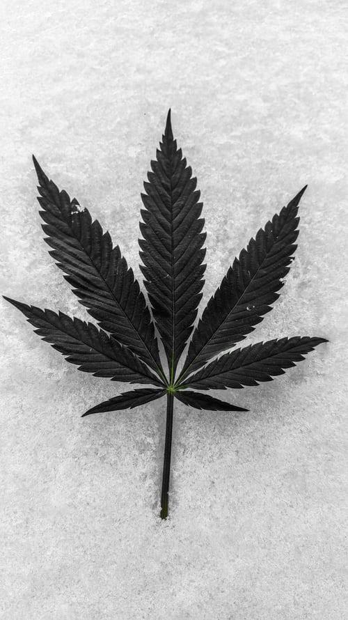 CANNABIS IN THE FASHION INDUSTRY