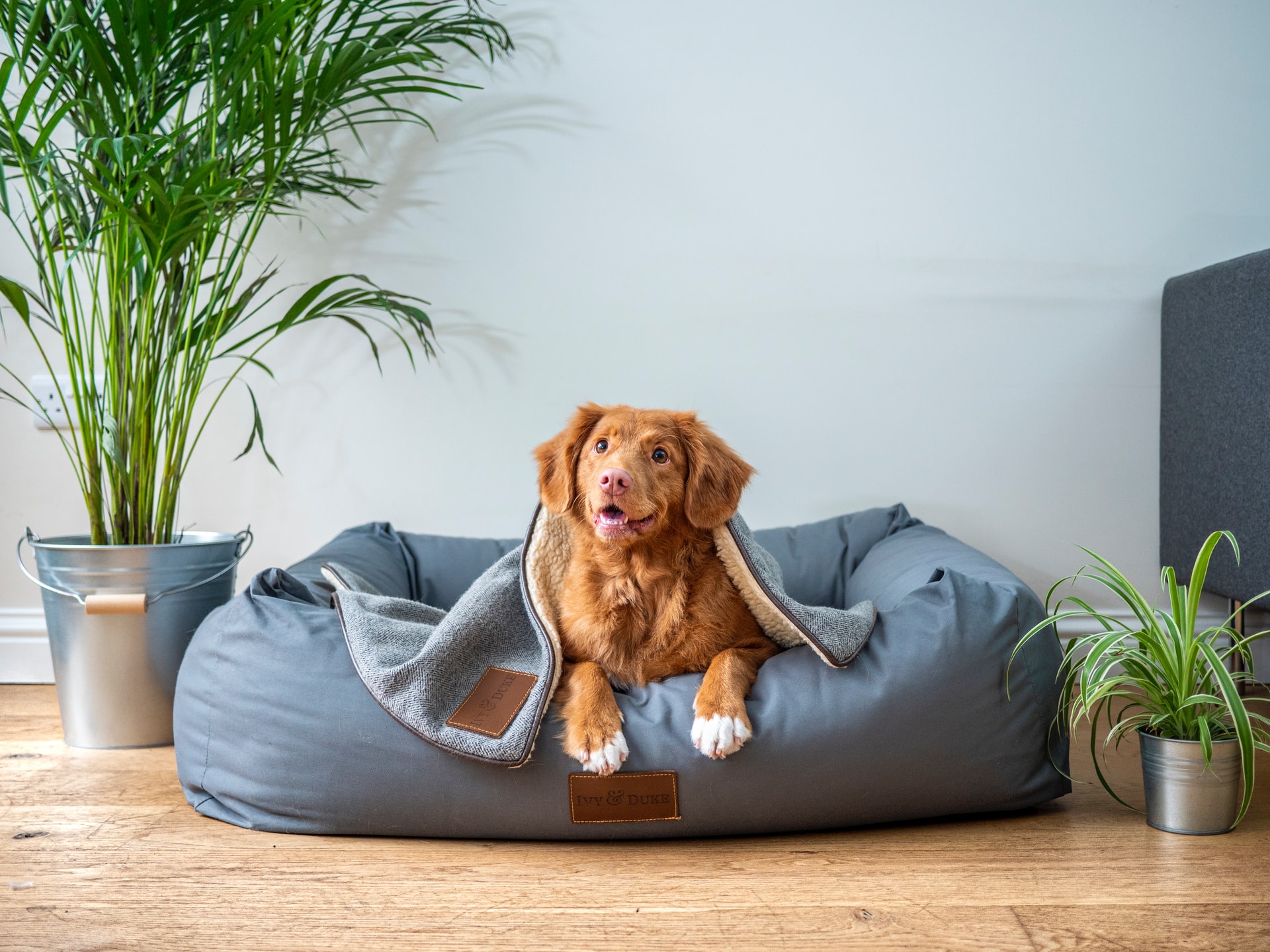 Don’t Make These Mistakes When Purchasing a Dog Bed