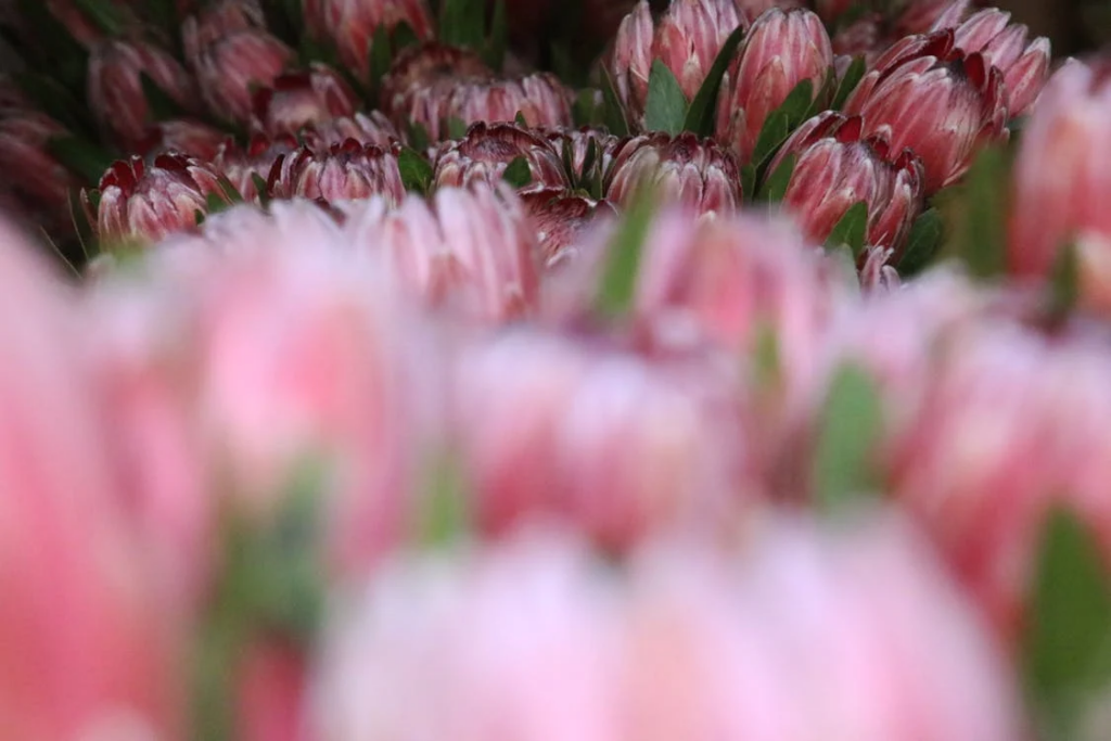 Holiday Plant Gifts: 7 Perfect Choices for Plant Lovers