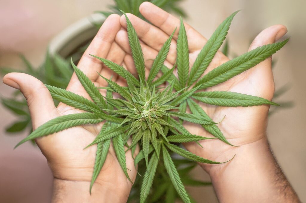 What Are the Long-term Effects of Using Medical Marijuana?