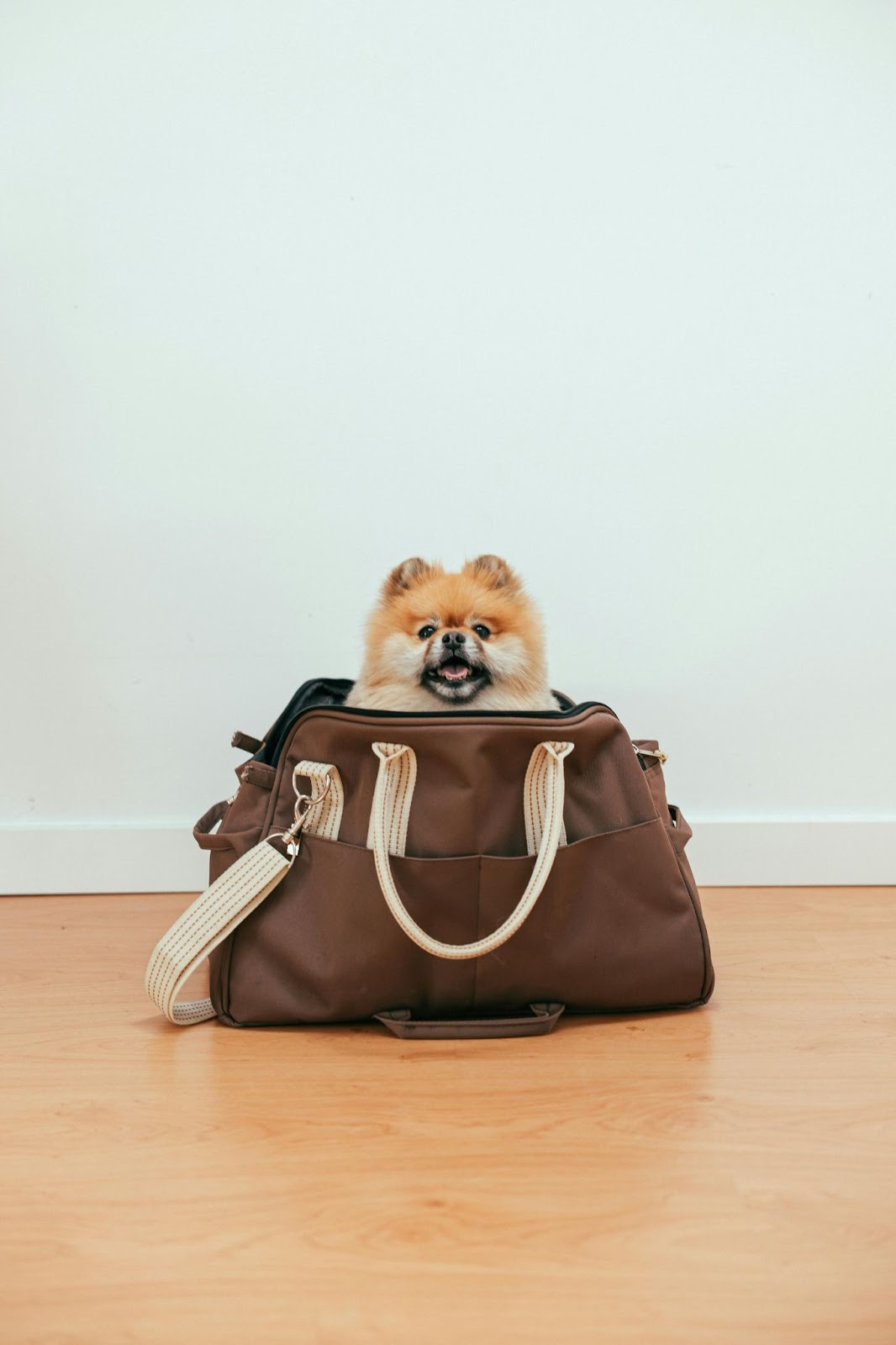 What to Pack When Traveling With a Dog in Hot vs Cold Weather?