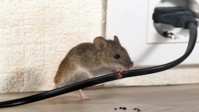Best five beneficial ways to get rid of mice in 2020