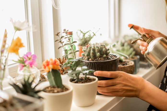 Get Some Succulents For Your Home Decor