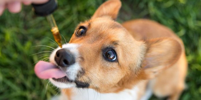 CBD Oil For Dogs And Mistakes Pet Parents Make