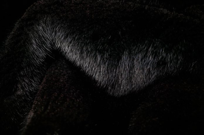 natural fur of the canadian black mink 2021 08 30 04 49 02 utc